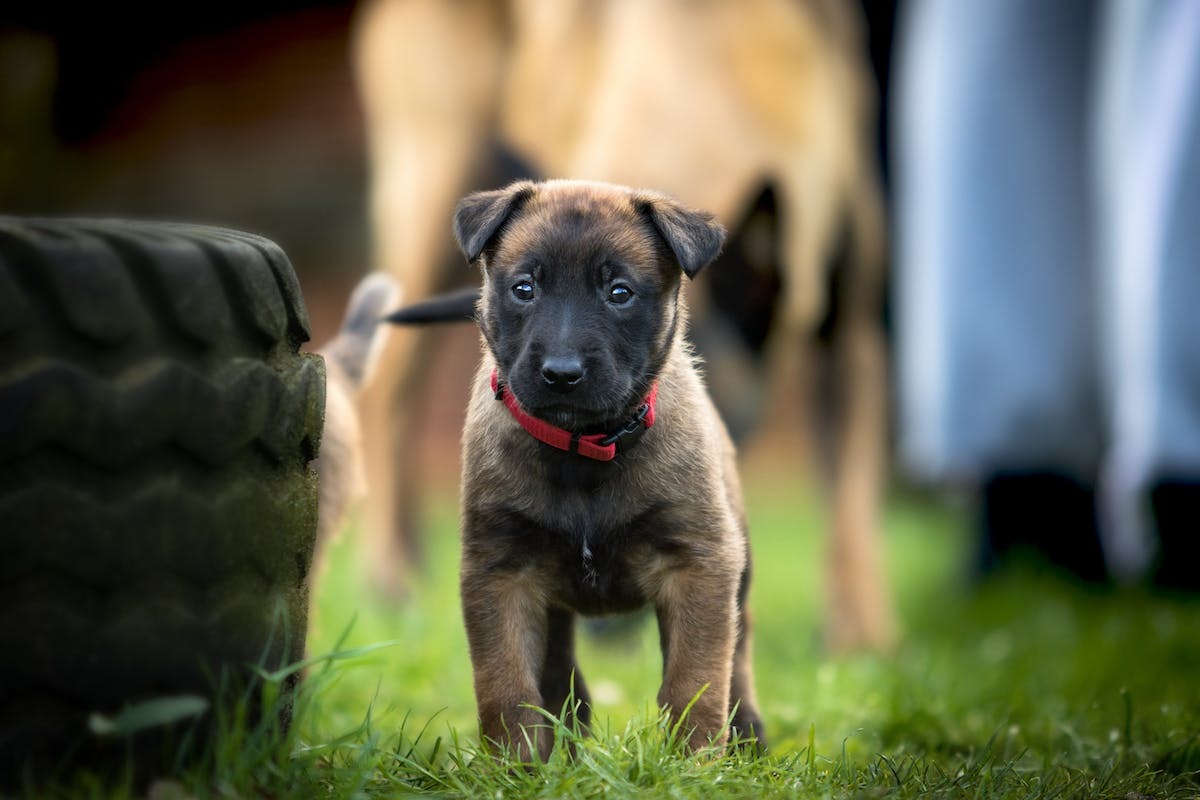 chien  belgique